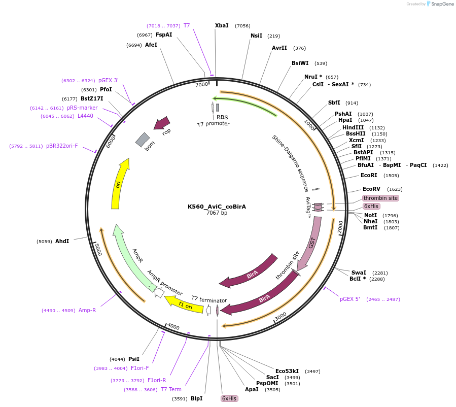 129765-plasmid-map-sequence-id-263583
