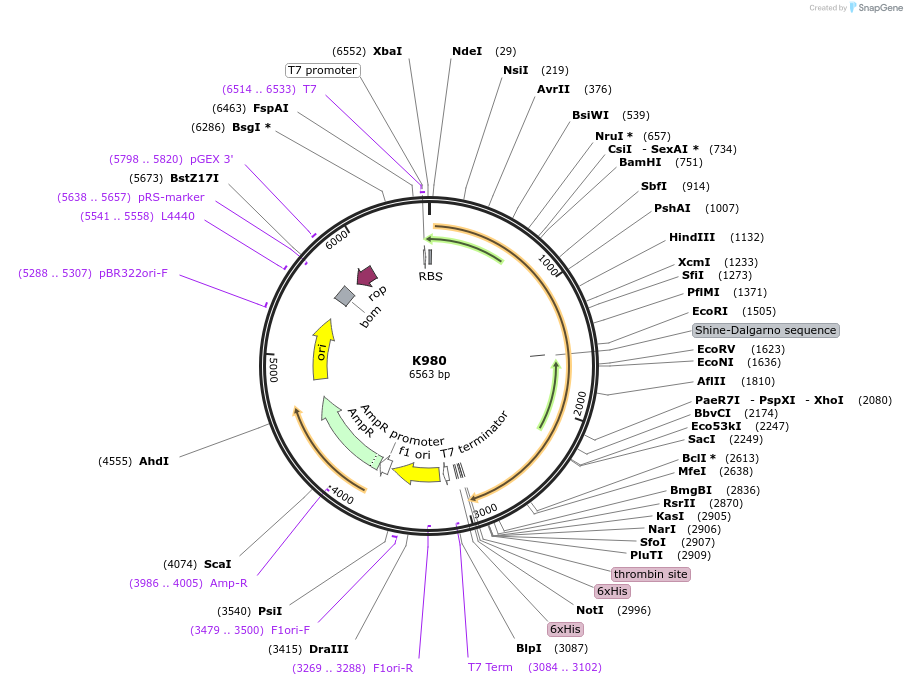 129762-plasmid-map-sequence-id-263587
