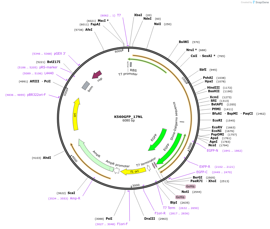 129767-plasmid-map-sequence-id-263589