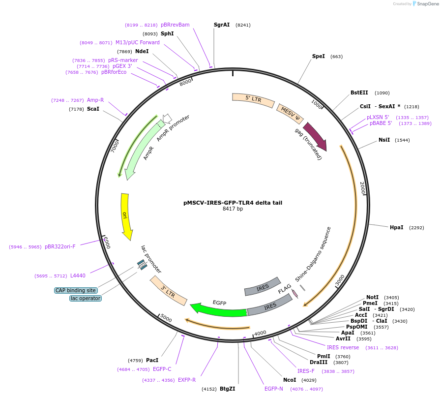 133063-plasmid-map-sequence-id-263595