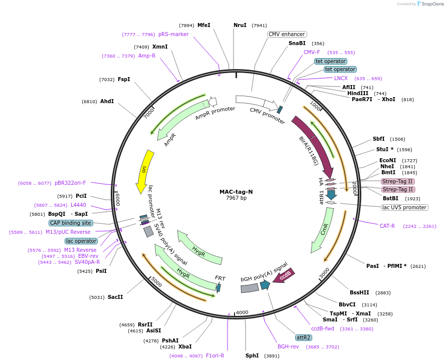108078-plasmid-map-sequence-id-263596