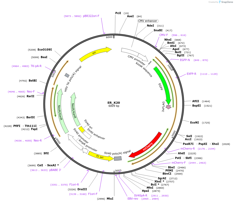 133861-plasmid-map-sequence-id-263600