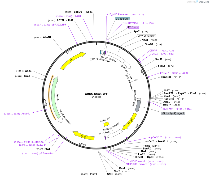 133865-plasmid-map-sequence-id-263601