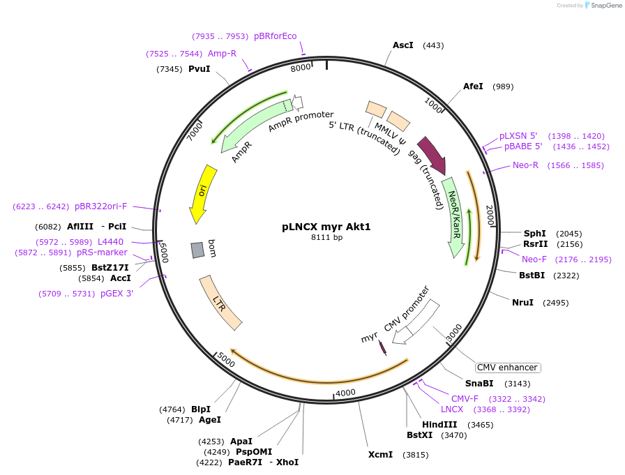 17245-plasmid-map-sequence-id-263611