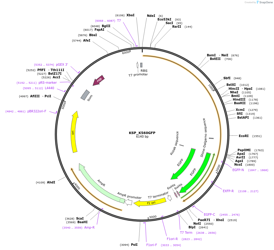 129770-plasmid-map-sequence-id-263613