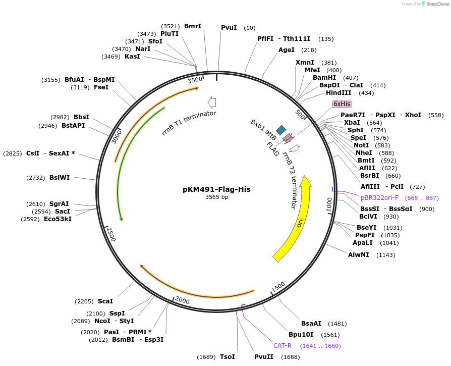 109282-plasmid-map-sequence-id-263619