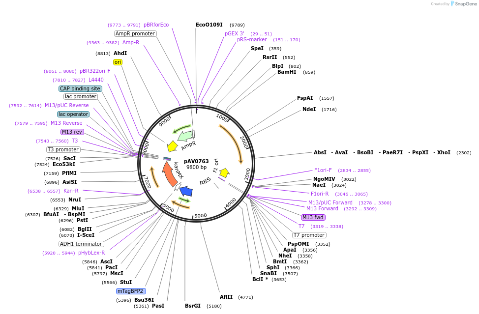 133497-plasmid-map-sequence-id-263626