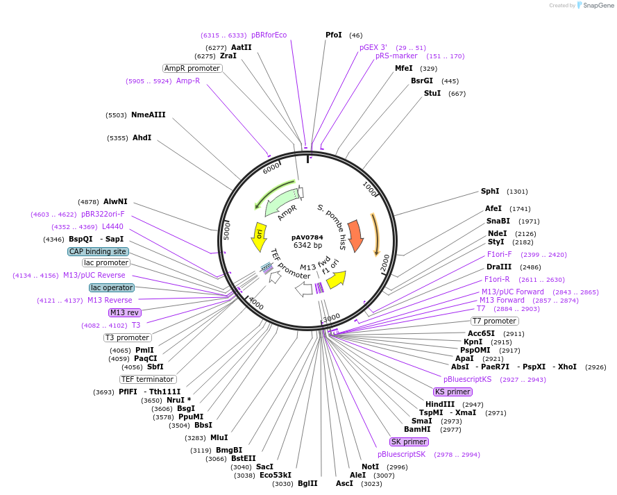 133475-plasmid-map-sequence-id-263627