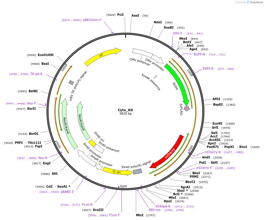 133864-plasmid-map-sequence-id-263629