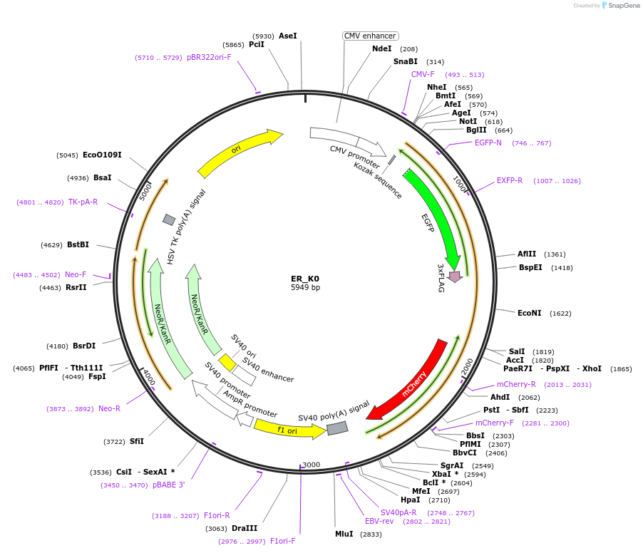 133863-plasmid-map-sequence-id-263632