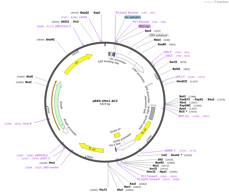 133866-plasmid-map-sequence-id-263634