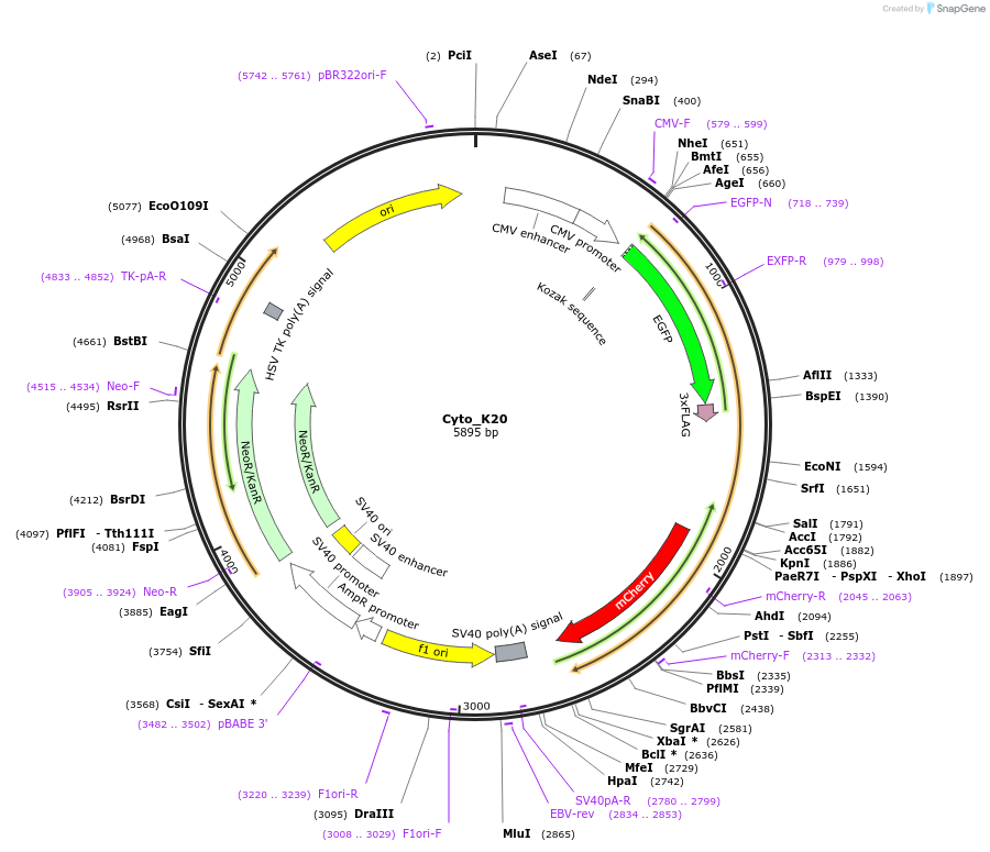 133862-plasmid-map-sequence-id-263635
