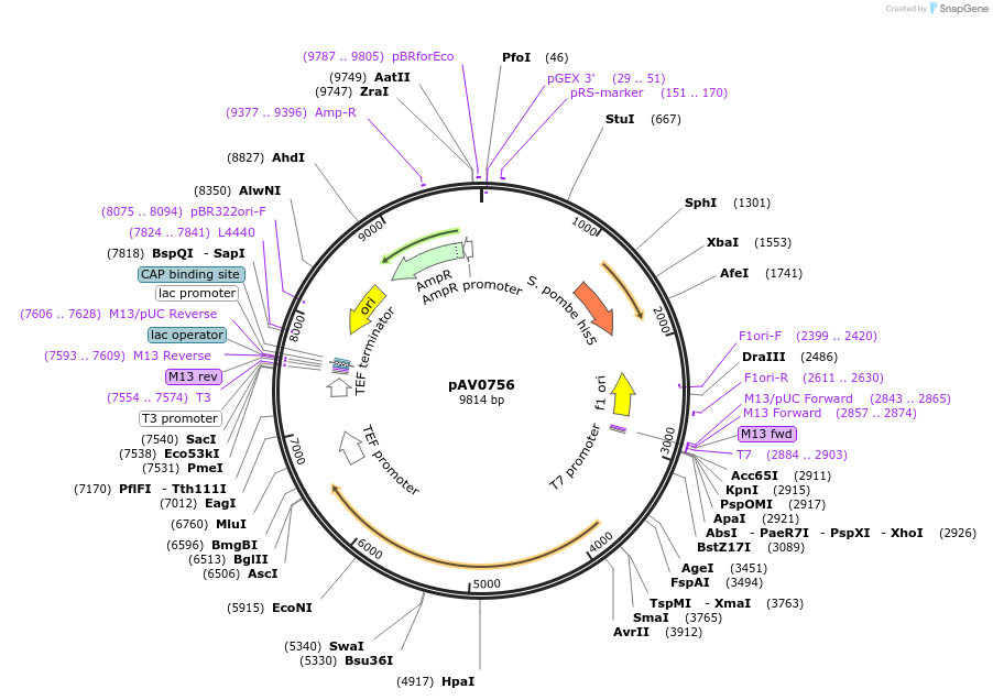 133508-plasmid-map-sequence-id-263648