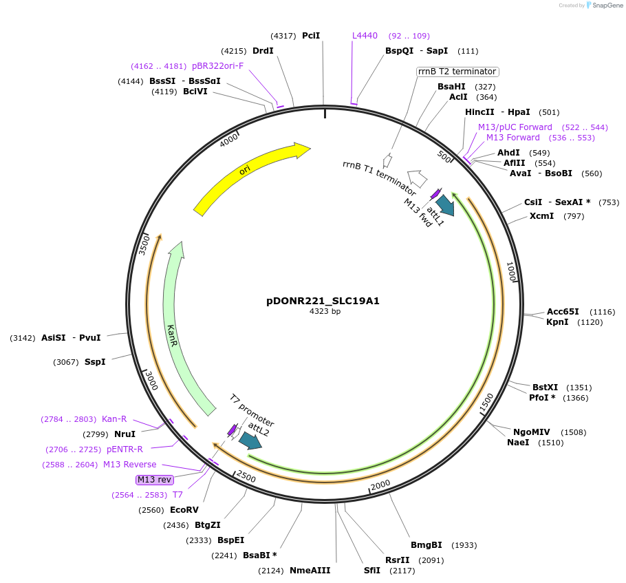 132266-plasmid-map-sequence-id-263654