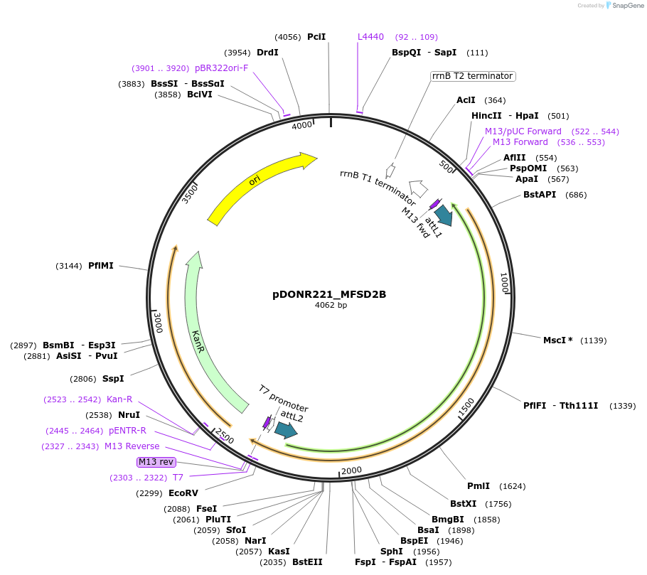 132269-plasmid-map-sequence-id-263655