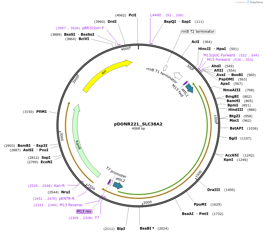 132059-plasmid-map-sequence-id-263657