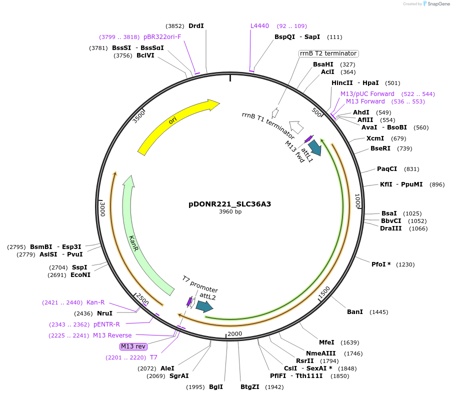 132060-plasmid-map-sequence-id-263658