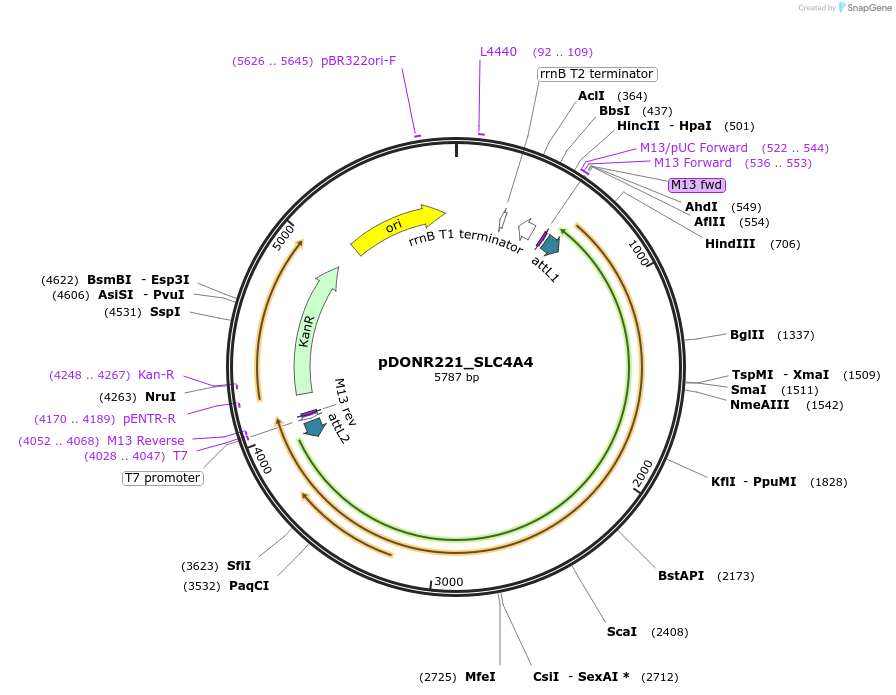 132260-plasmid-map-sequence-id-263659