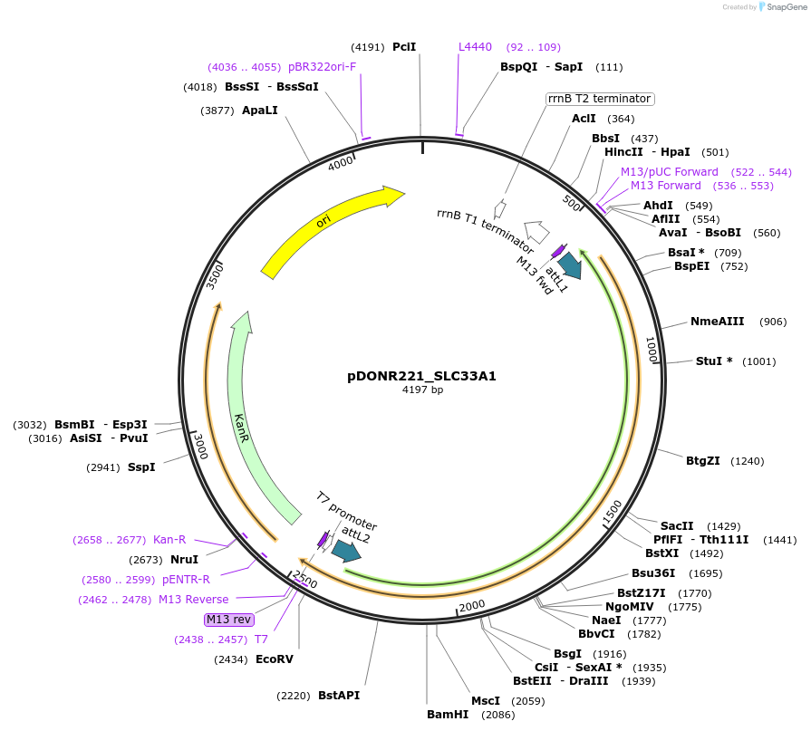 132264-plasmid-map-sequence-id-263663