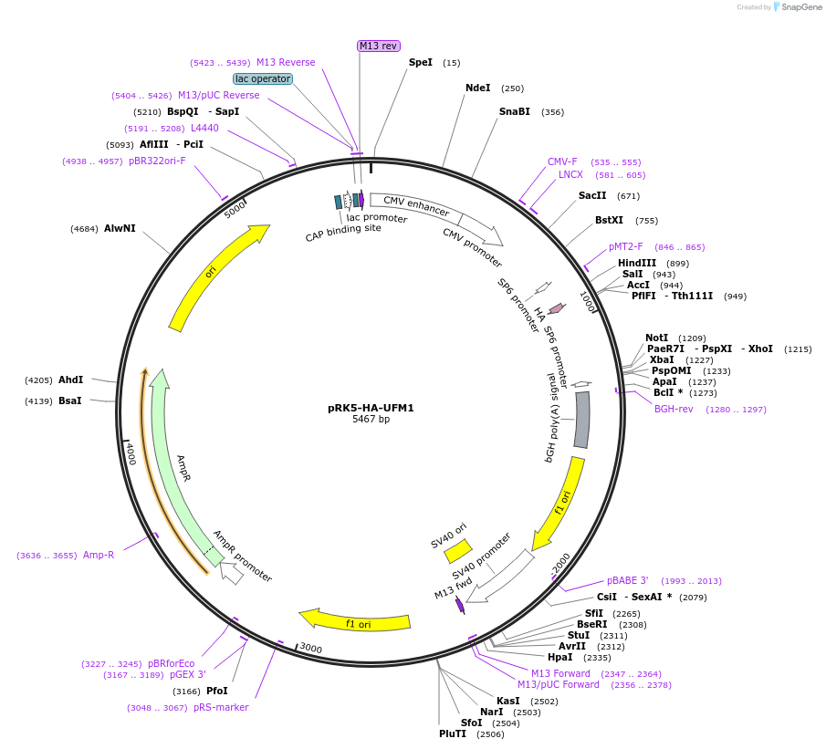 134639-plasmid-map-sequence-id-263664