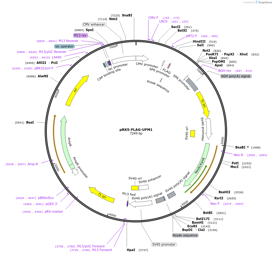 134640-plasmid-map-sequence-id-263666