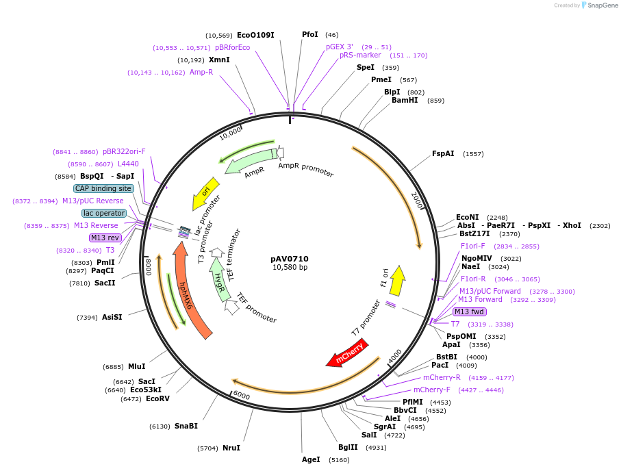 133517-plasmid-map-sequence-id-263692