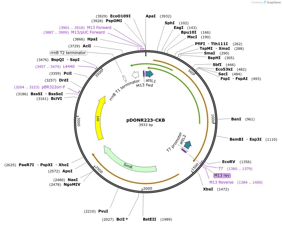 23742-plasmid-map-sequence-id-263695