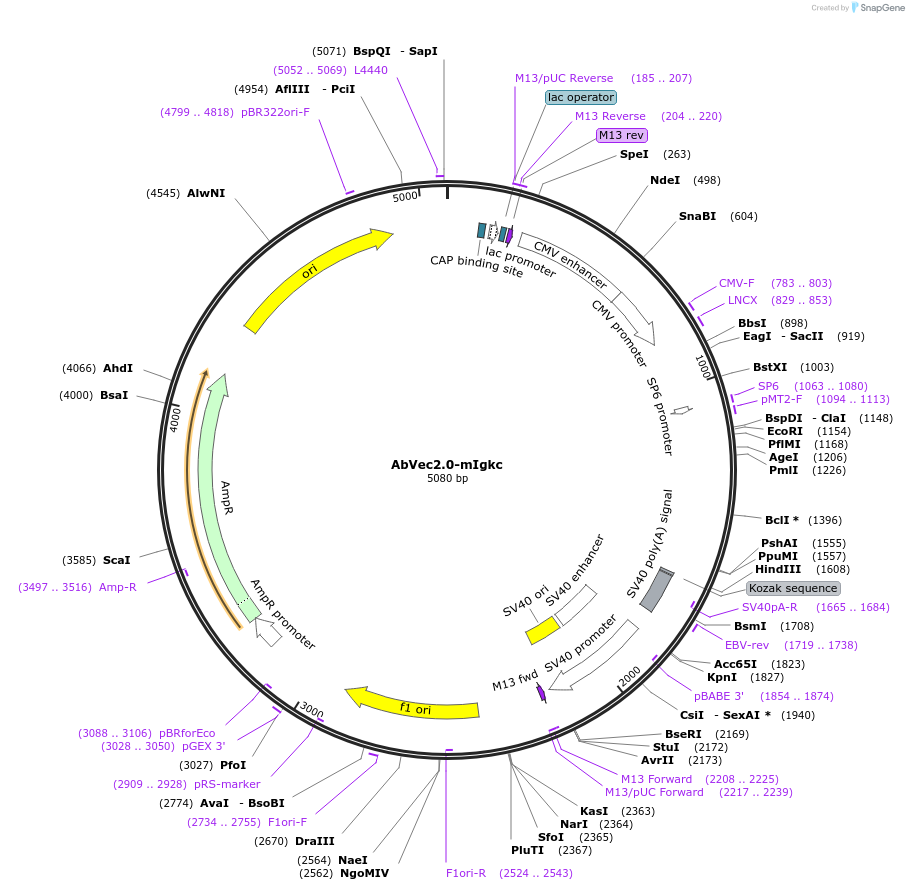 127157-plasmid-map-sequence-id-263701