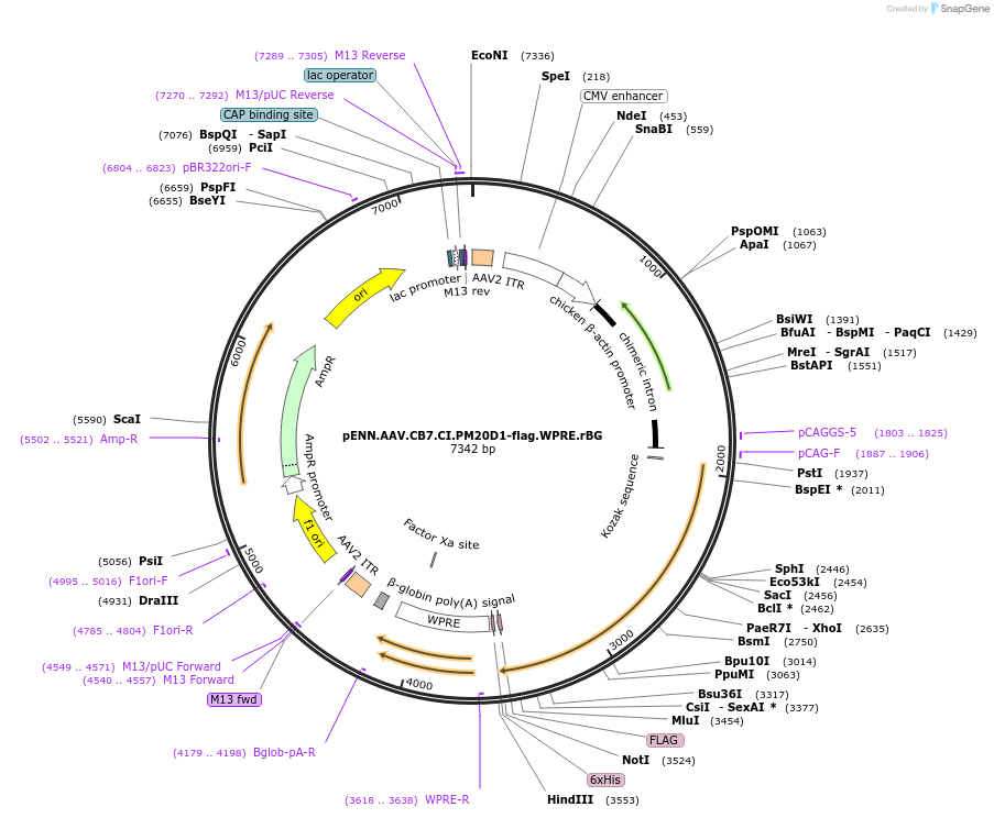 132682-plasmid-map-sequence-id-263712