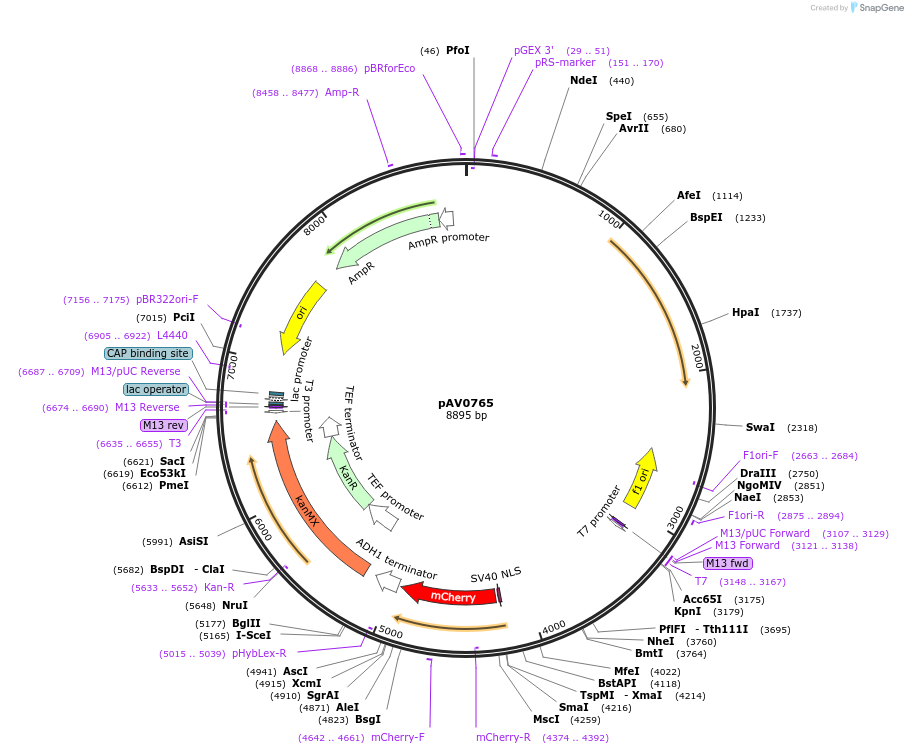 133501-plasmid-map-sequence-id-263723