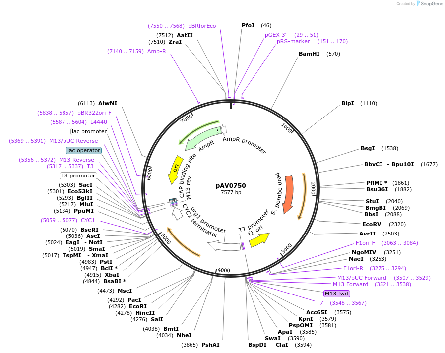 133484-plasmid-map-sequence-id-263728