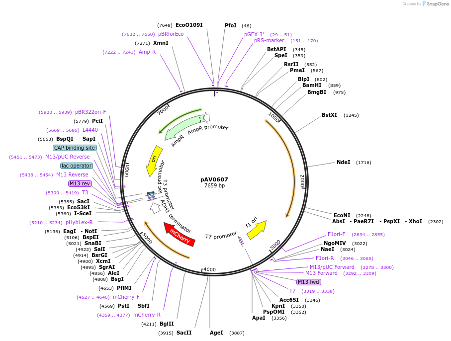 133504-plasmid-map-sequence-id-263734