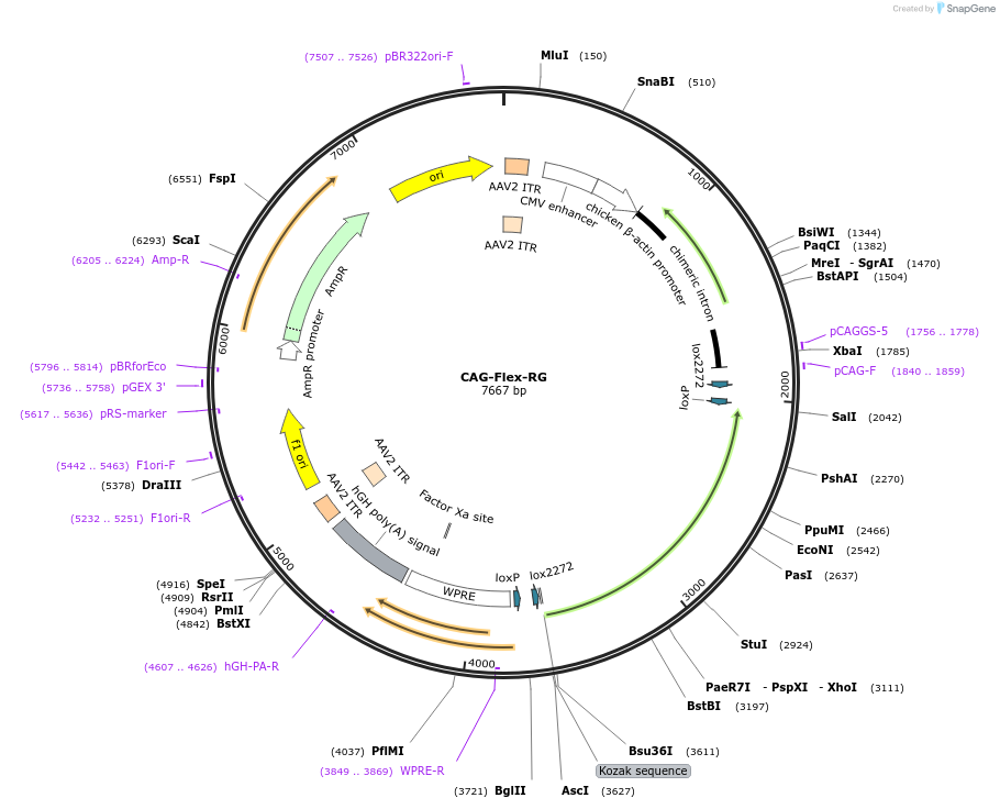 48333-plasmid-map-sequence-id-263744