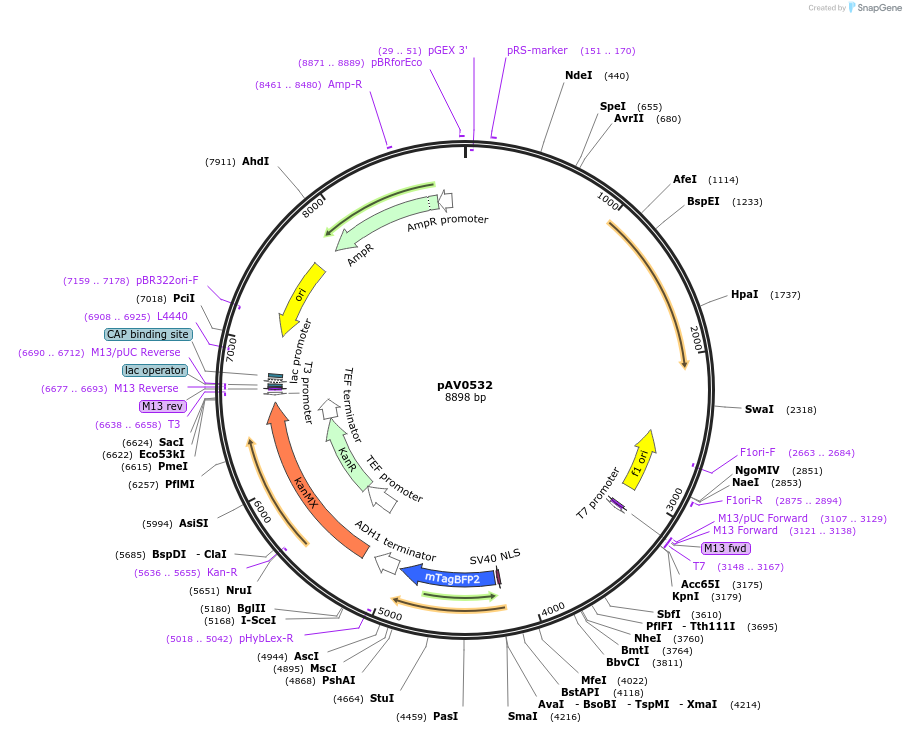 133502-plasmid-map-sequence-id-263748