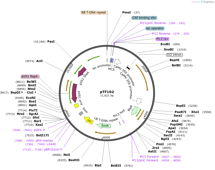 134774-plasmid-map-sequence-id-263749