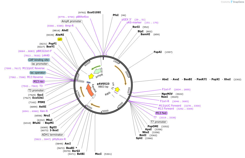 133495-plasmid-map-sequence-id-263750