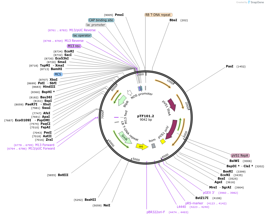 134771-plasmid-map-sequence-id-263752