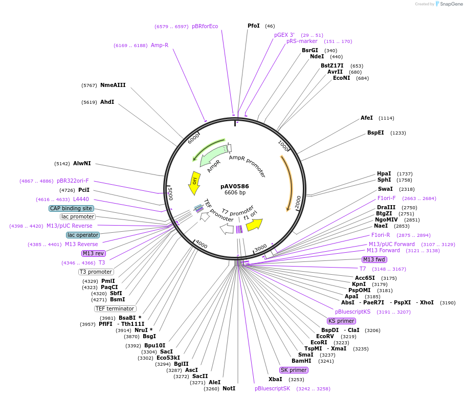 133473-plasmid-map-sequence-id-263754