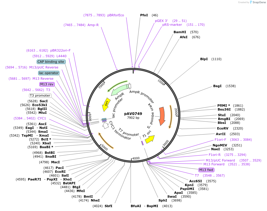 133483-plasmid-map-sequence-id-263756