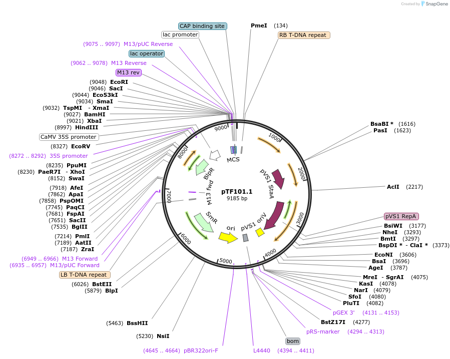 134770-plasmid-map-sequence-id-263758