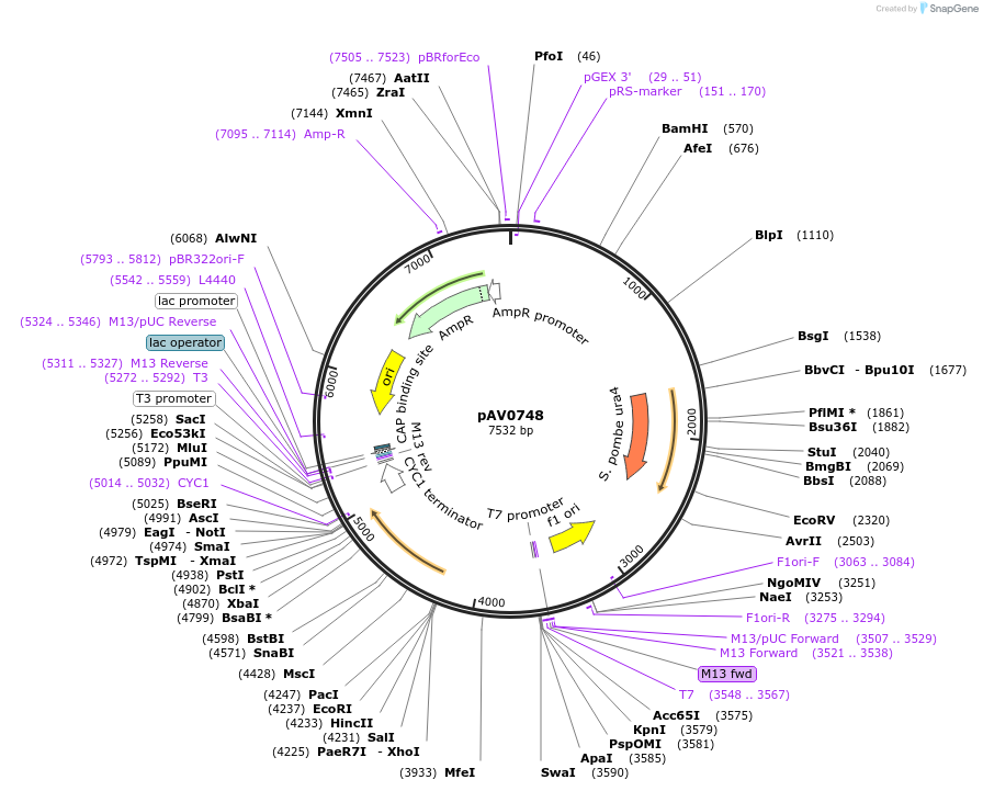 133482-plasmid-map-sequence-id-263763
