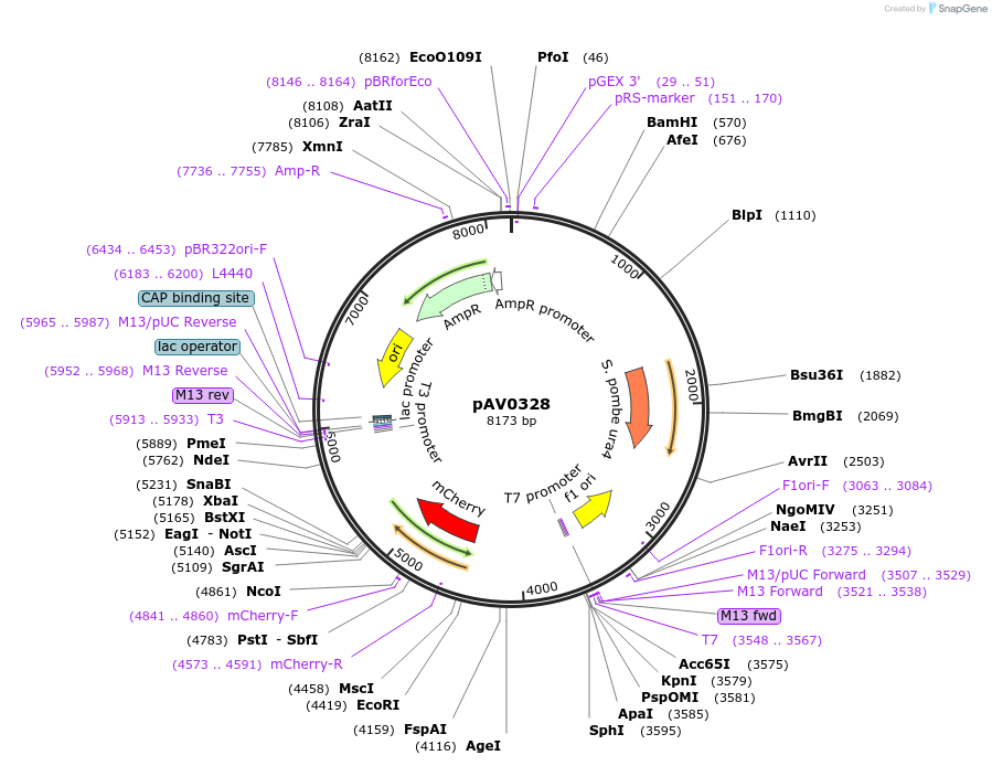 133489-plasmid-map-sequence-id-263764