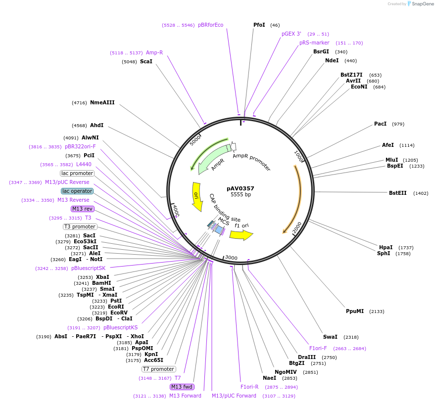 133469-plasmid-map-sequence-id-263766