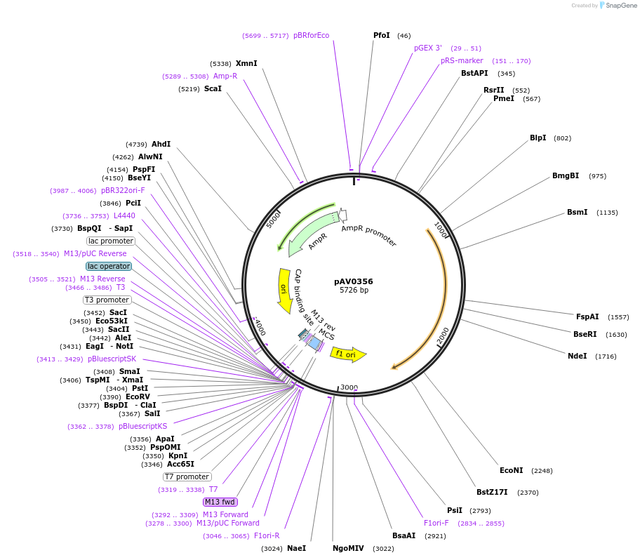 133468-plasmid-map-sequence-id-263767