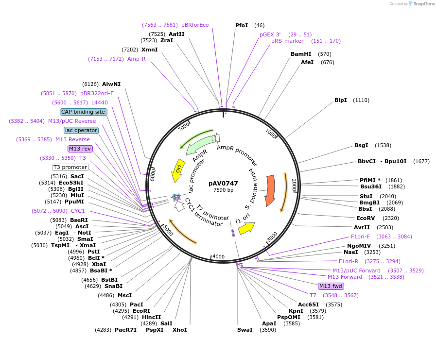 133481-plasmid-map-sequence-id-263773
