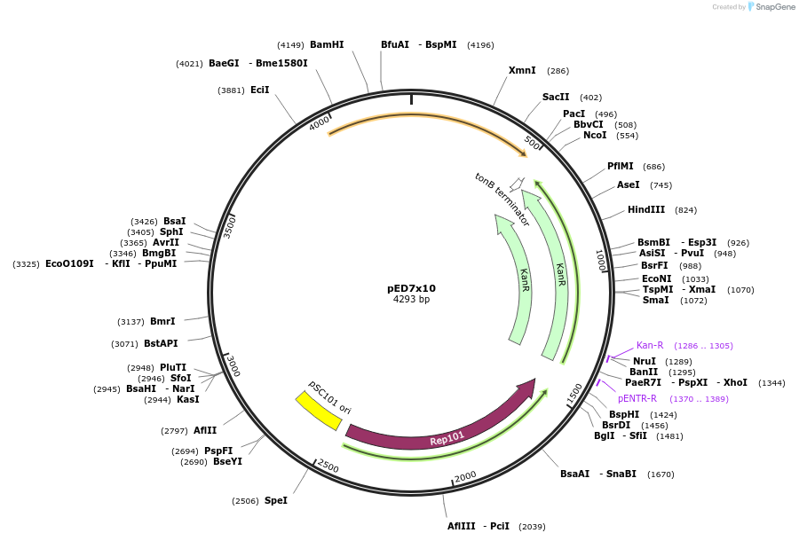 134812-plasmid-map-sequence-id-263774