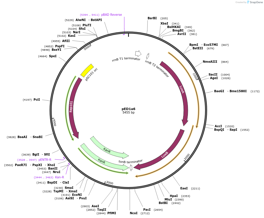 134787-plasmid-map-sequence-id-263777