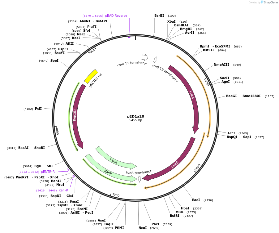 134788-plasmid-map-sequence-id-263778