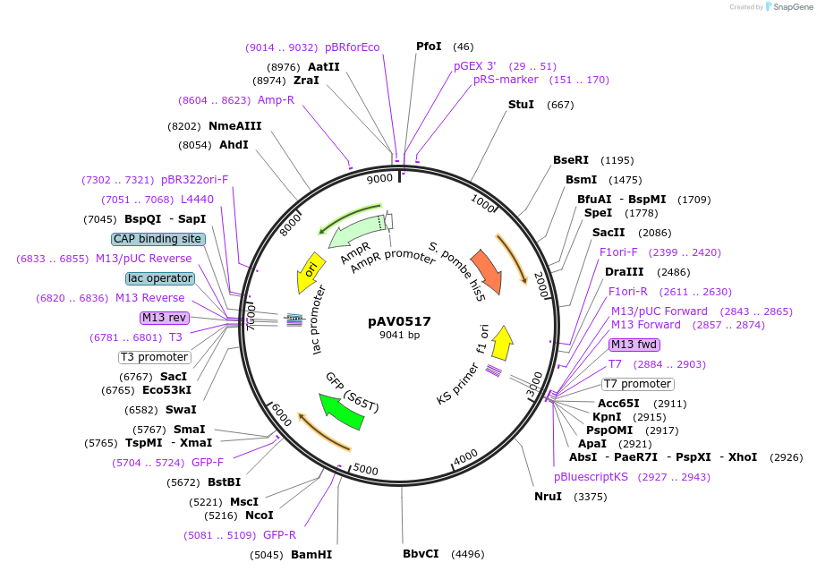 133492-plasmid-map-sequence-id-263780