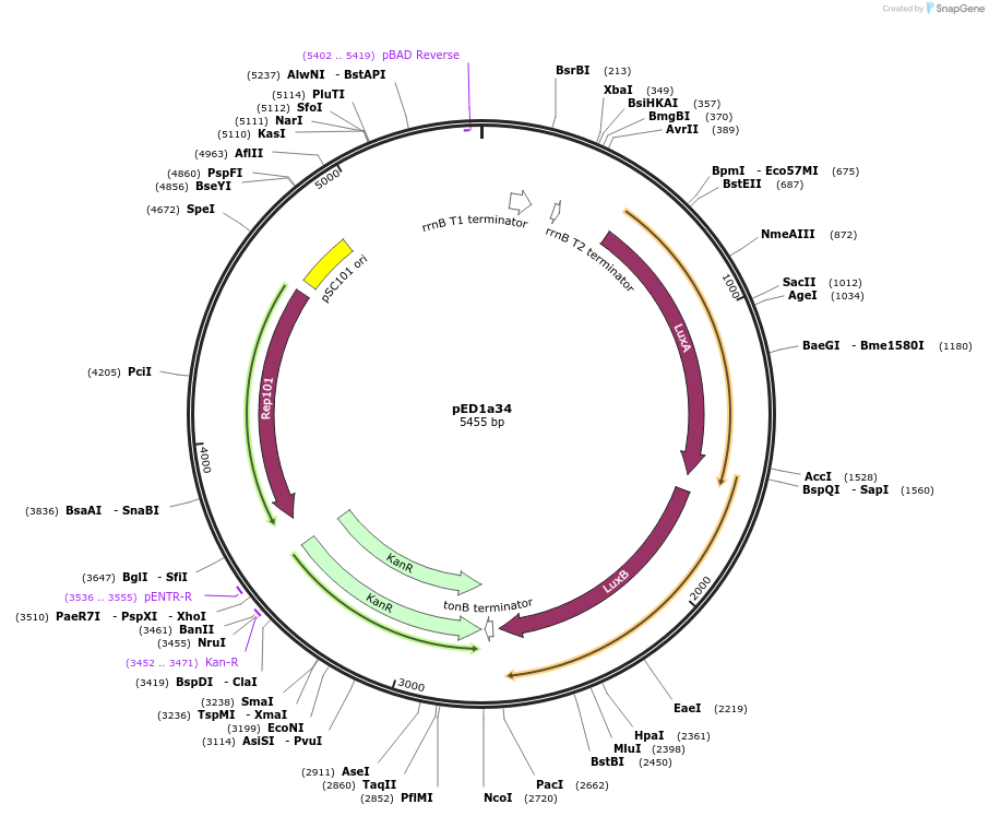 134789-plasmid-map-sequence-id-263781